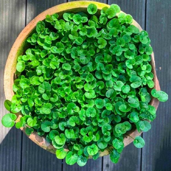 Agrodal Tarım Dichondra Fare Kulağı Çiçeği Tohumu 100 Adet Tohum - Image 1