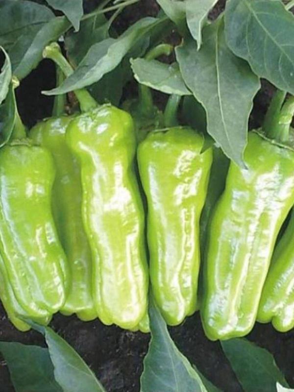 Agrodal Tarım Ata Tohumu Yerli Doğal Tatlı Üçburun Mazamort Biberi Tohumu 100 Ad. Sebze Tohumu - Image 1