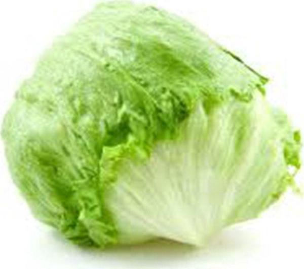 Agrodal Tarım Yerli Doğal Salata Göbek Marul Iceberg 100 Ad. Tohum - Image 1