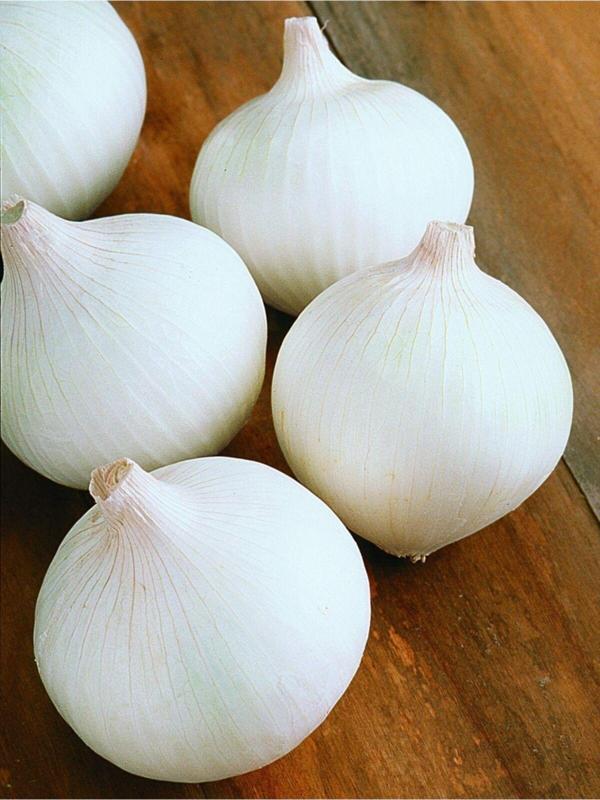 Agrodal Tarım Doğal Tohum Yerli Beyaz Soğan Tohumu 100 Ad. Tohum - Image 1