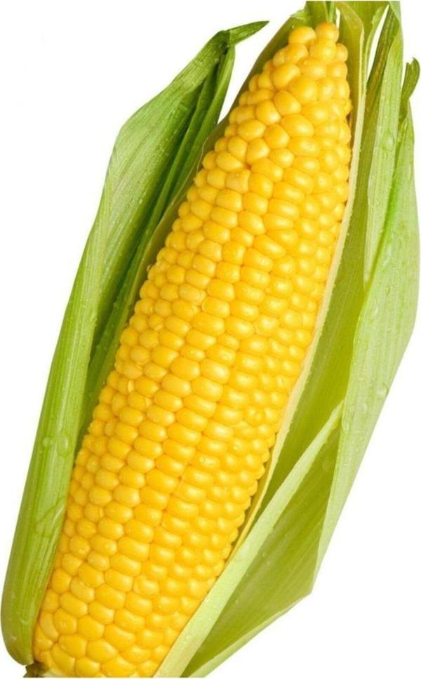 Alpagro Monde Yerli Doğal Süt Mısır Haşlama Közleme 50 Ad. Tohum - Image 1