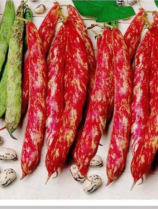 Agrodal Tarım Yerli Oturak Barbunya Eda Tohum 50 Adet - Image 1