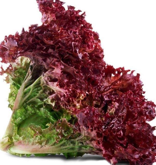 Agrodal Tarım Ata Tohumu Yerli Doğal Salata Kırmızı Kıvırcık Marul 1000 Adet Sebze Tohumu - Image 1