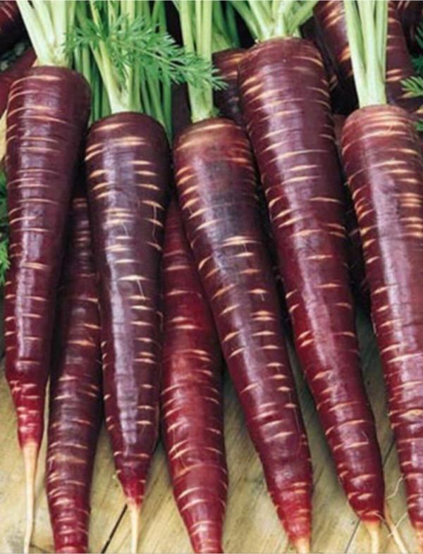 Agrodal Tarım Ata Tohumu Yerli Doğal Kara Şalgam Mor Havuç Tohumu 1000 Adet Tohum - Image 1