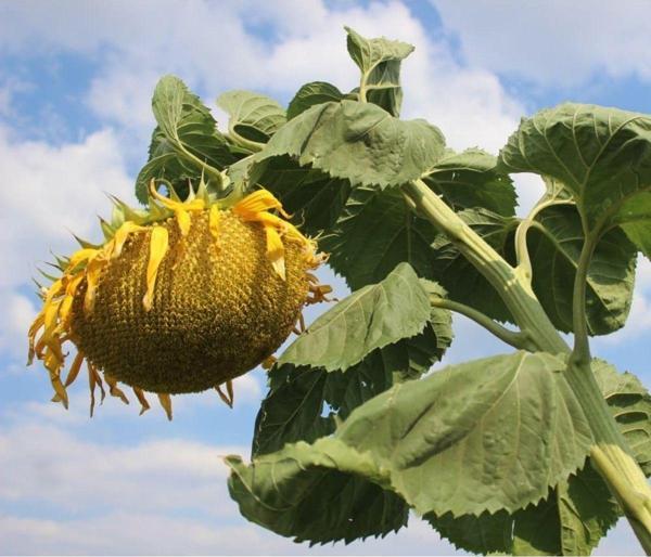Agrodal Tarım Meşhur Yerli Doğal İnegöl Alası Çerezlik Ayçekirdeği Çekirdek Tohumu 40 Adet Tohum - Image 1