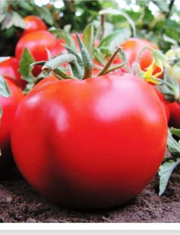 Agrodal Tarım Ata Tohumu Yerli Doğal Oturak Sofralık Domates 1000 Adet Tohum - Image 1