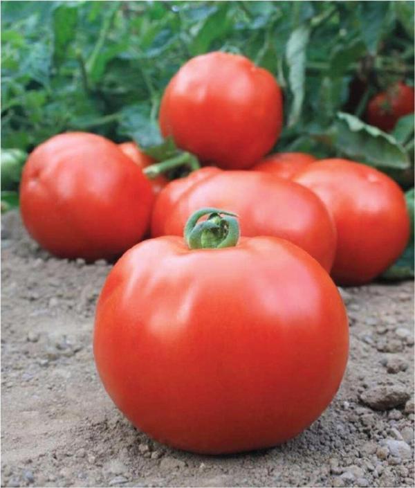 Agrodal Tarım Ata Tohumu Yerli Oturak Sofralık Iri Domates 100 Adet Doğal Tohum - Image 1