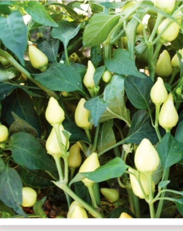 Alpagro Monde Doğal Turşuluk Badem Biberi Misket 100 Adet Tohum - Image 1