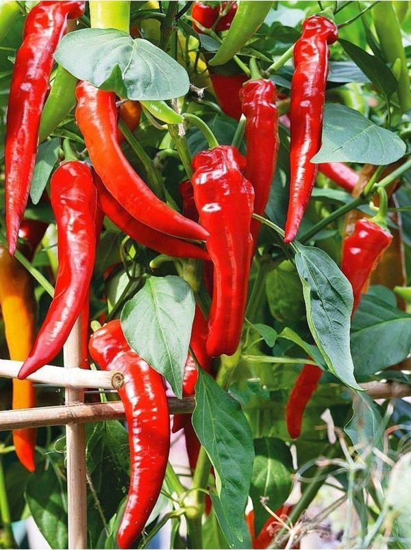 Agrodal Tarım Ata Tohumu Yerli Doğal Acı Hatay Sivri Biberi Tohumu 100 Ad. Sebze Tohumu - Image 1