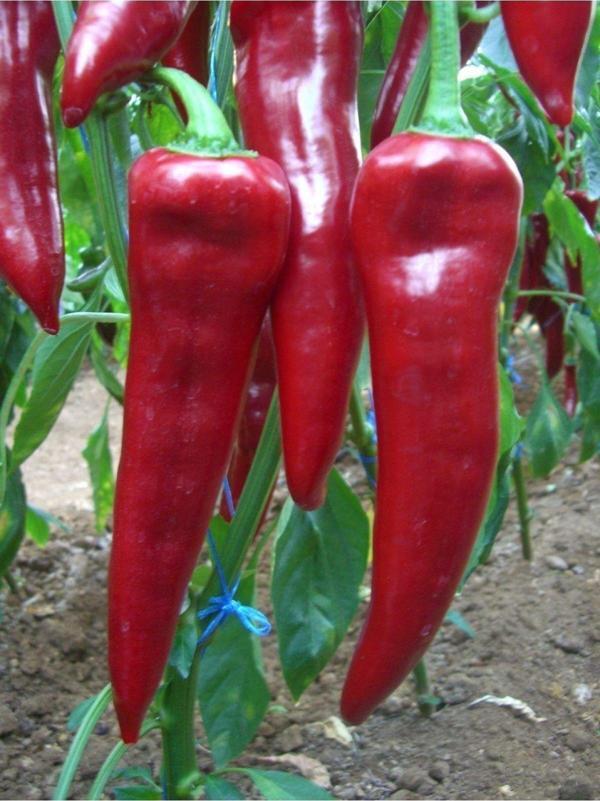 Agrodal Tarım Ata Tohumu Yerli Doğal Tatlı Yağlık Kapya Biberi Tohumu Akgen 100 Ad. Sebze Tohumu - Image 1