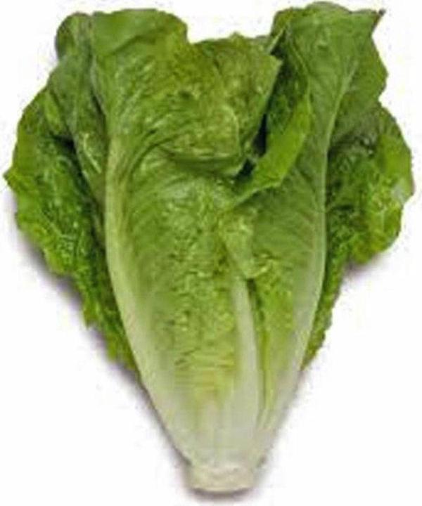 Agrodal Tarım Ata Tohumu Doğal Yerli Marul Yedikule 1000 Ad. Tohum - Image 1
