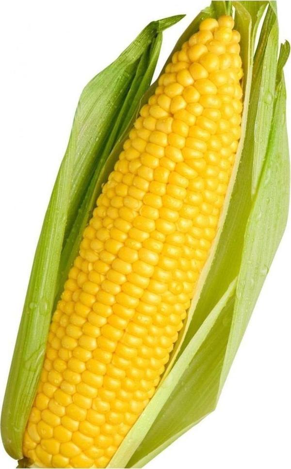Agrodal Tarım Yerli Doğal Süt Mısır Haşlama Közleme 50 Ad. Tohum - Image 1