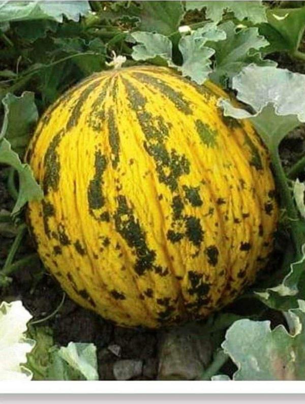 Agrodal Tarım Agrodal Tarım Ata Tohumu Yerli Dalaman Kavunu 100 Adet Tohum - Image 1