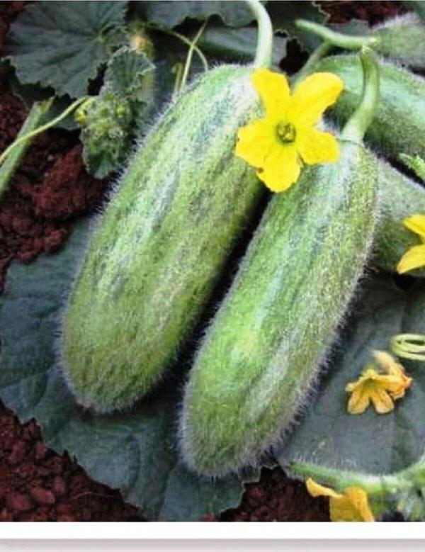 Agrodal Tarım Ata Tohumu Doğal Yerli Turşuluk Kara Acur Karadibek 100 Adet Tohum - Image 1