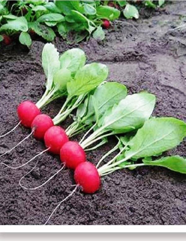 Agrodal Tarım Ata Tohumu Yerli Doğal Küçük Ufak Kahvaltılık Fındık Turp 500 Adet Tohum - Image 1