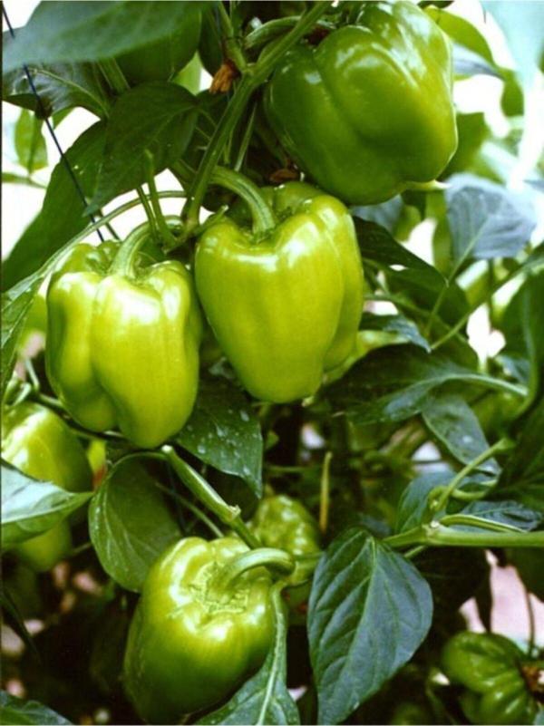 Alpagro Monde Doğal Sebze Tohumu Biber Kandil Dolma 100 Ad. Yerli Tohum - Image 1