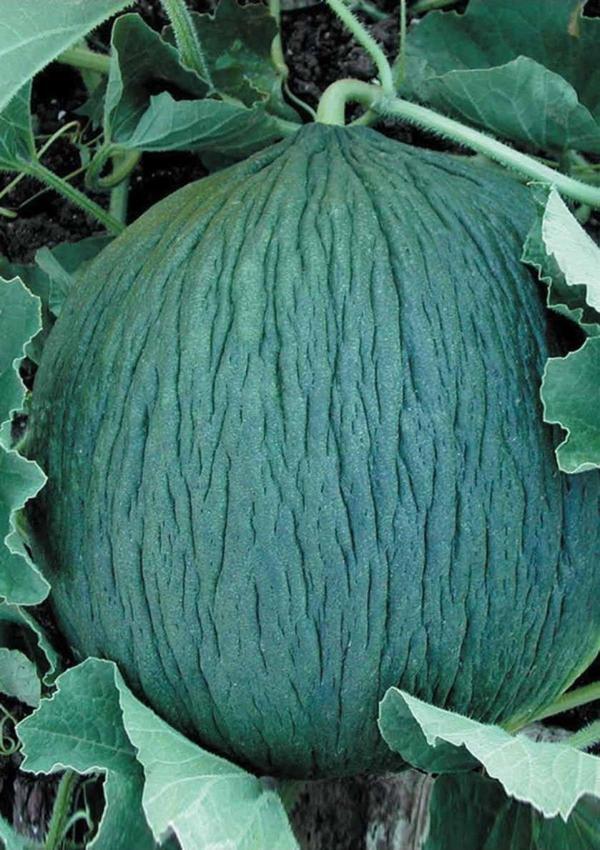 Agrodal Tarım Ata Tohumu Yerli Doğal Kışlık Ankara Kavunu Hasanbey 100 Ad. Sebze Tohumu - Image 1