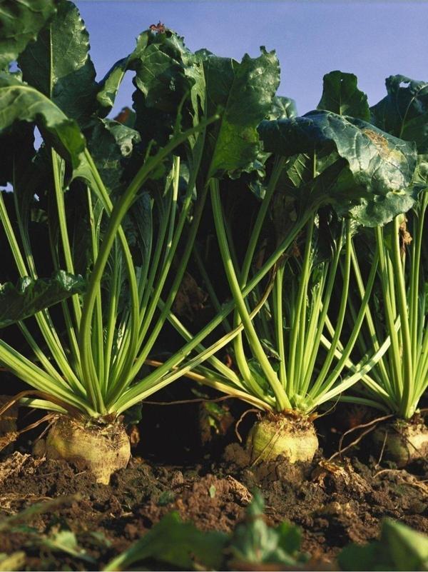 Agrodal Tarım Doğal Anadolu Şekerpancarı Tohumu 100 Adtohum - Image 1