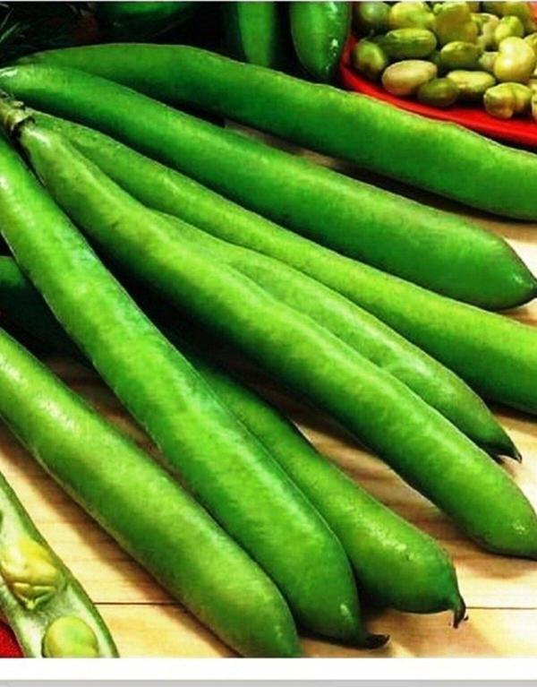 Agrodal Tarım Ata Tohumu Yerli Oturak Bakla Sevilla 30 Adet Doğal Tohum - Image 1