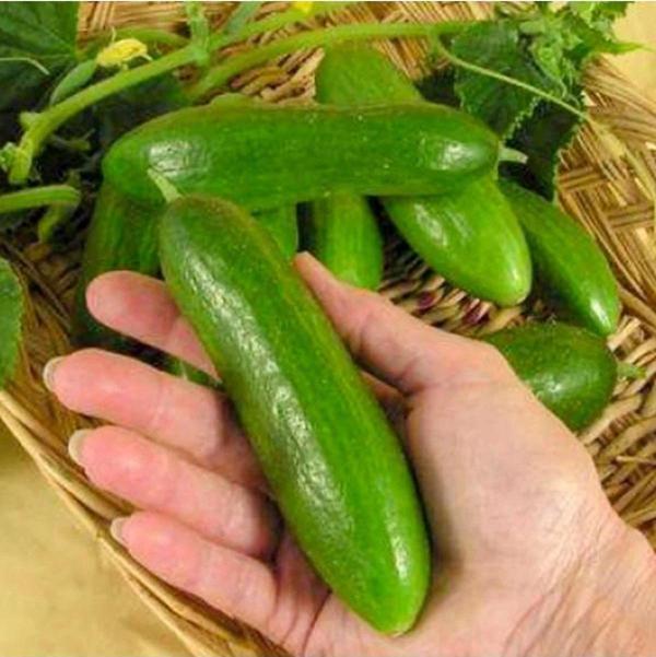 Agrodal Tarım Yerli Doğal Kokulu Çengelköy Hıyarı Badem Salatalık 50 Adet Tohum - Image 1