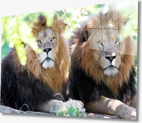 İdealizbiz Aslan Hayvan Cam Tablo 4Mm Dayanıklı Temperli Cam - Image 1