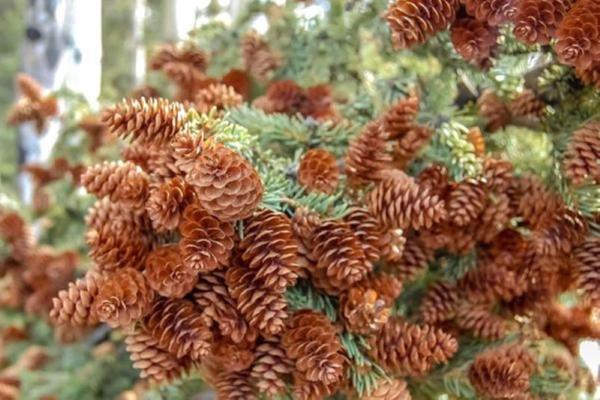 İrhanlar Doğal Çam Kozalağı 5 Adet Ev Dekorasyon Yeniyıl Yılbaşı Çam Ağacı Süsleme - Image 1