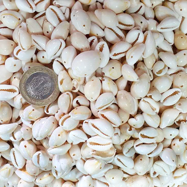 Cyprea Annulus Delikli Kavrulmuş Deniz Kabuğu 100 GR - Image 1