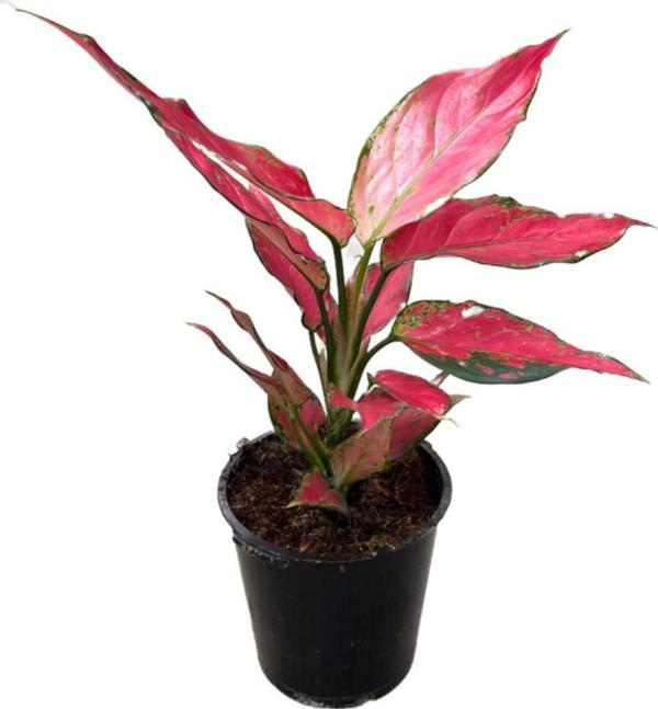 Aglaonema 'Cherry Baby' (Çin Herdemyeşili) - Image 1