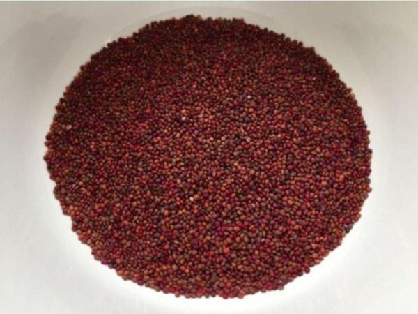 Pavrika Roka Tohumu 1.Sınıf Organik Dökme - 250 Gr - Image 1