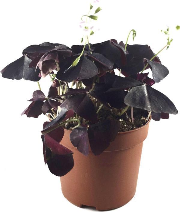 Oxalis Triangularis (Süs Yoncası) - Image 1