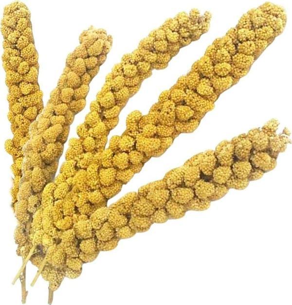 Vitaking Kuşlar İçin Doğal Sarı Dal Darı 100 gr - Image 1