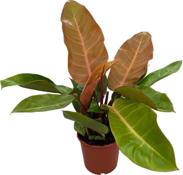 Philodendron 'Prince of Orange' - Image 1