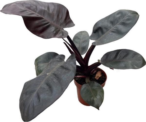Philodendron 'Black Cardinal' - Image 1