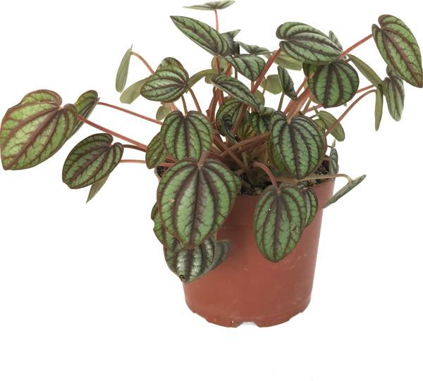 Peperomia Albovittata - Image 1