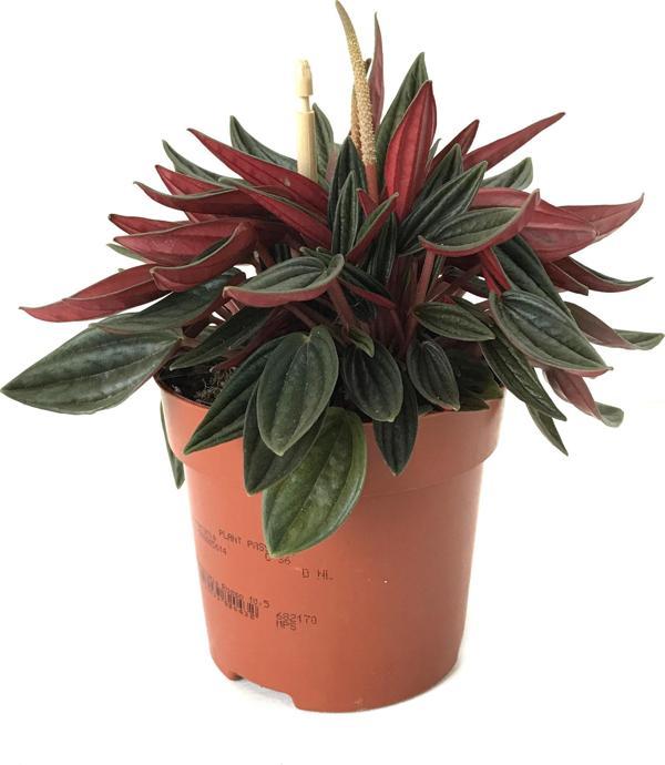 Peperomia Caperata - Image 1