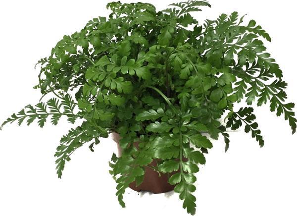 Asplenium Parvati - Image 1