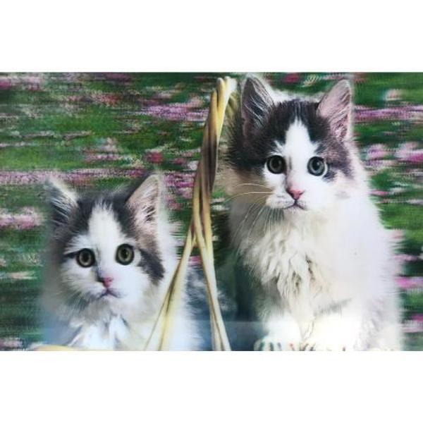 Büro Ev Ofis Dekoru için 5D Stil Elmas Boyalı Kedi Tablosu - Image 1