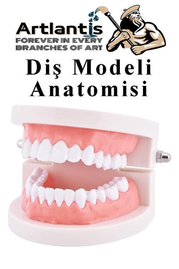 Diş Modeli Anatomisi 1 Paket İnsan Diş Çene Modeli Eğitci Fen Biyoloji Deney Maketi Diş Maketi - Image 1