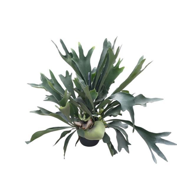 Platycerium Bifurcatum (Geyik Boynuzu) - Image 1