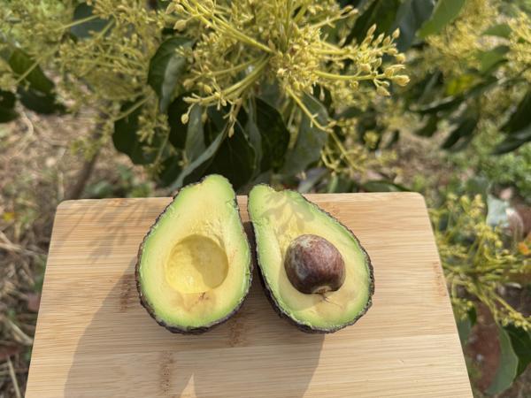 Hass Avokado - Doğallığın ve Lezzetin Saf Hali (KG) (100 gram - 150 gram) - Image 1