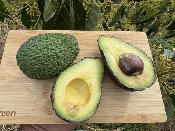 Hass Avokado - Doğallığın ve Lezzetin Saf Hali (KG) (150Gram - 200Gram) - Image 1