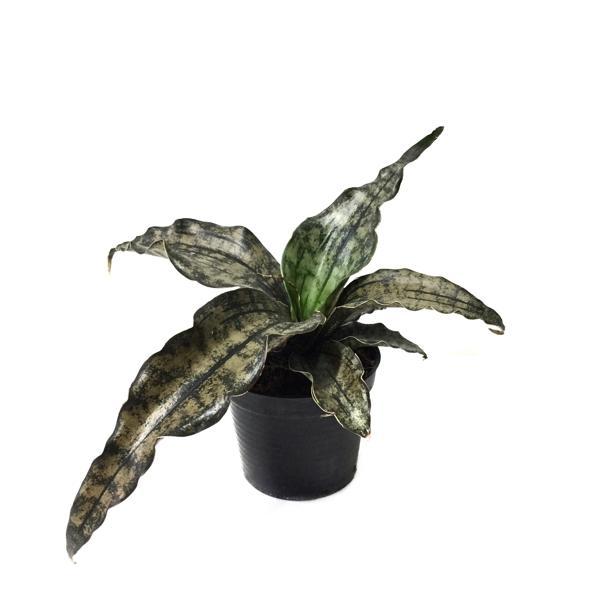 Sansevieria Kirkii 'Coppertone' (Paşa Kılıcı) - Image 1