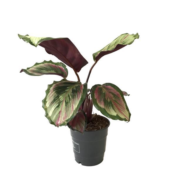 Calathea Roseopicta 'Pink Medallion' (Dua Çiçeği) - Image 1