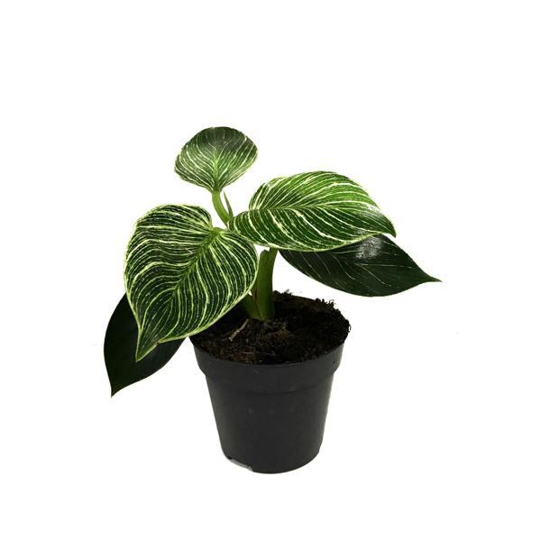 Philodendron 'Birkin' - Image 1