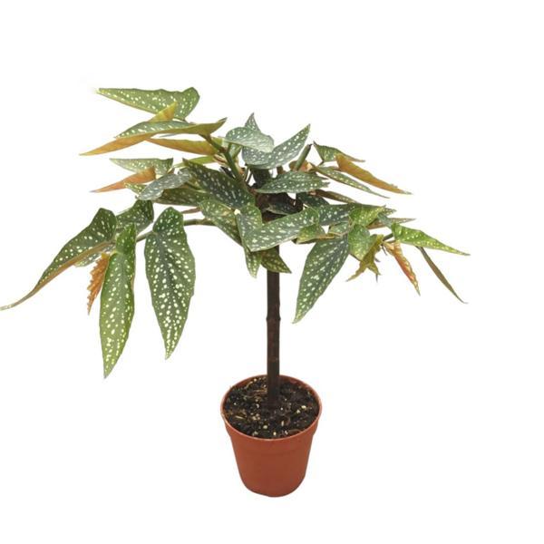 Begonia 'Tamaya' (Begonya) - Image 1