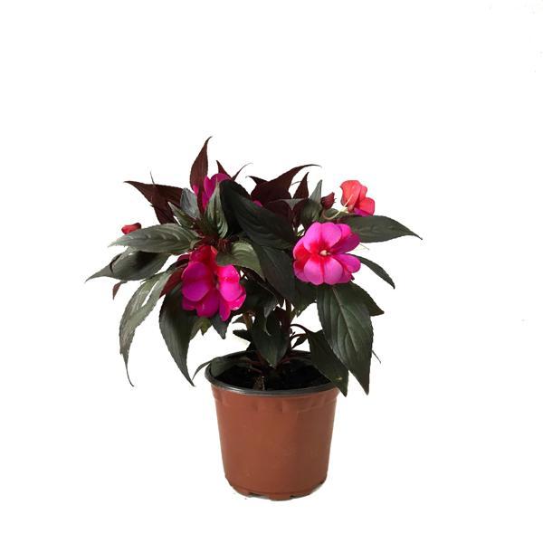 Impatiens Walleriana 'Pink Star' (Cam Güzeli Çiçeği) - Image 1
