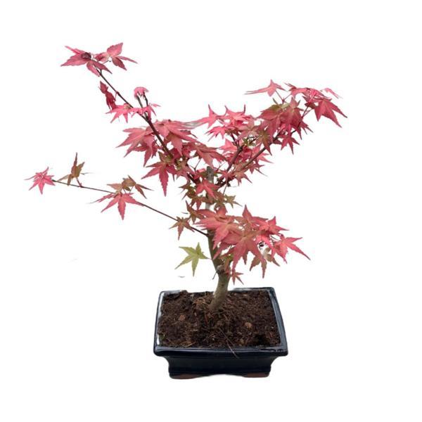 Betonish Bonsai - Acer - Image 1