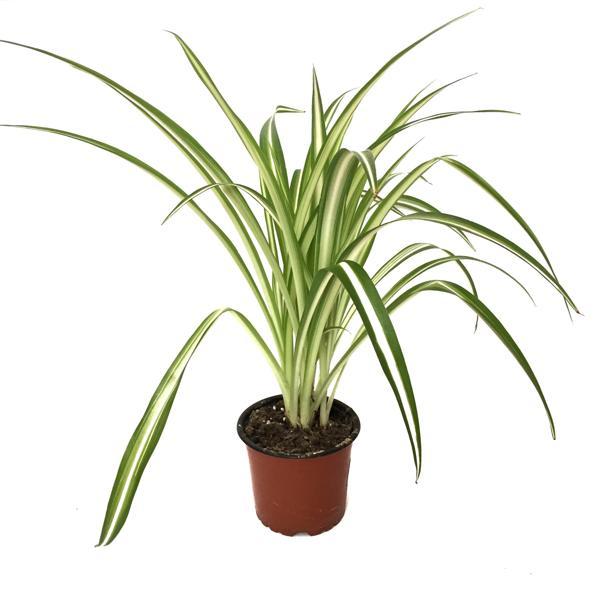 Chlorophytum Comosum (Kurdele Çiçeği) - Image 1