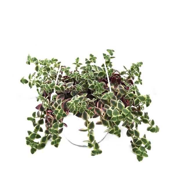 Crassula Marginalis - Image 1