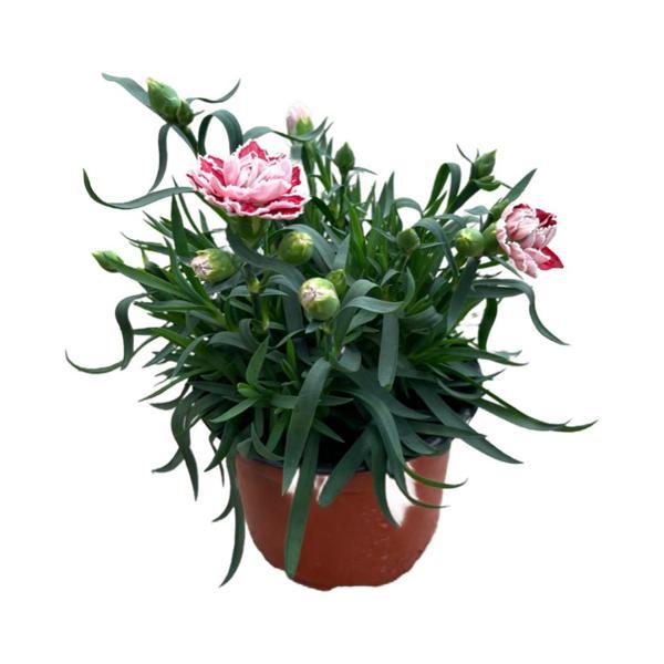 Dianthus Chinensis 'Sam' (Karanfil Çiçeği) - Image 1